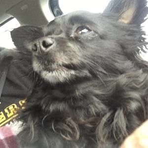 Meet your Posher, Roy